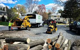 Professional  Tree Services in Manchester Center, VT