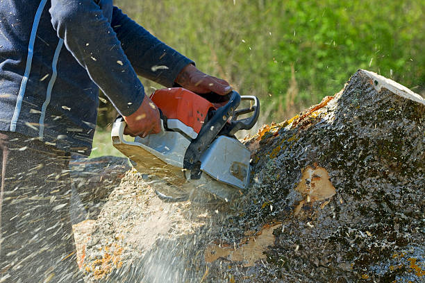 Why Choose Our Tree Removal Services in Manchester Center, VT?